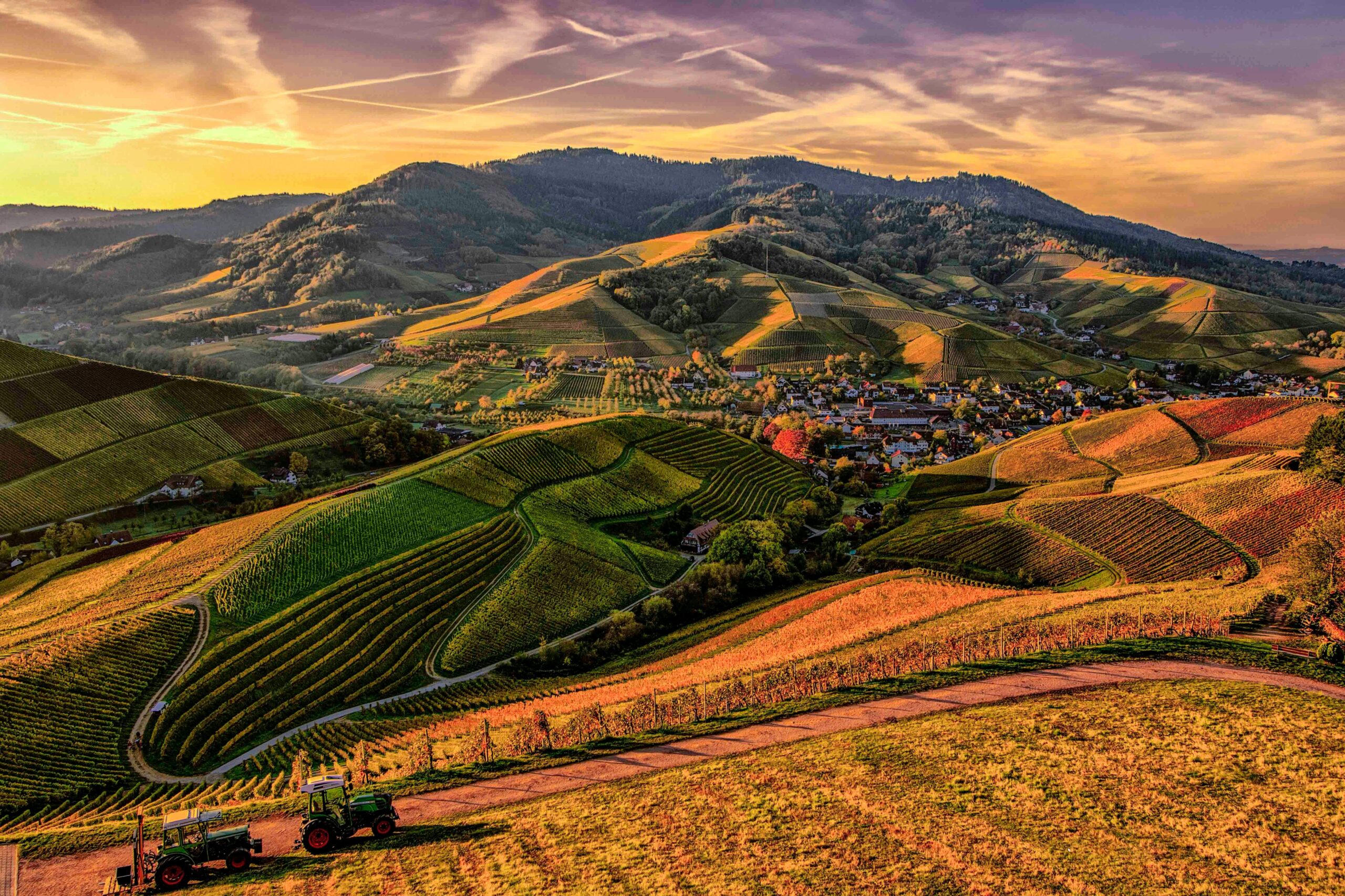 wineyards